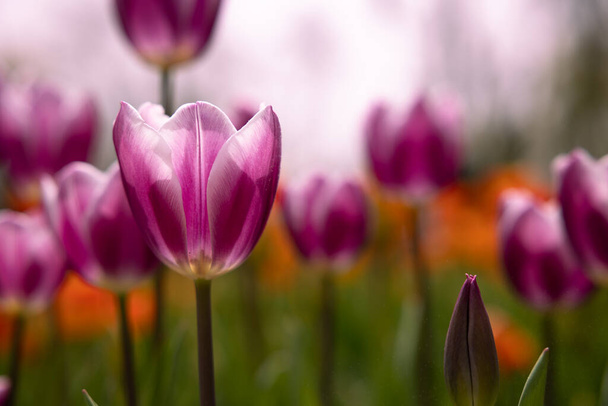Spring flowers. Pink tulips in a park. Tulip background photo. April flowers. - 写真・画像