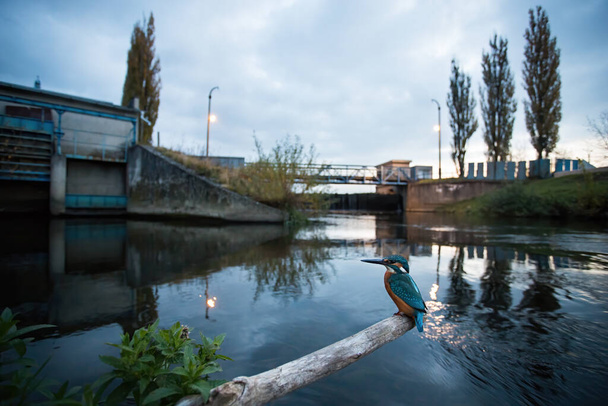 Gewone ijsvogel, alcedo hier, zittend voor een dam op een gereguleerde rivier. Brede hoeksamenstelling van een vogel rustend op een takje in het midden van de stad. Dieren in het wild in het stedelijk milieu. - Foto, afbeelding