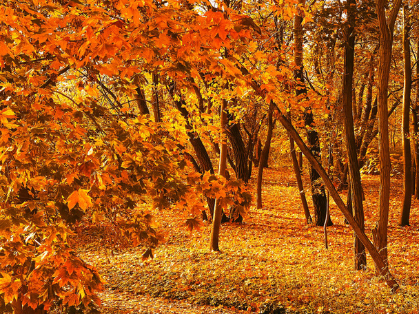 Doğa, manzara ve çevre, sonbahar mevsiminde ağaçlarla, yapraklarla ve yapraklarla süslenmiş altın sonbahar manzarası pitoresk mevsimsel tatil sahnesi - Fotoğraf, Görsel