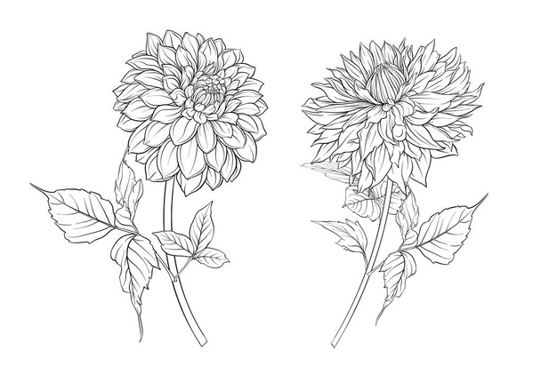 Dahlias flowers, outline and coloured style Clip art, set of elements for design Vector illustration. In botanical style - Вектор,изображение