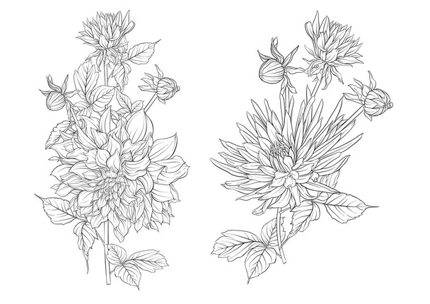 Dahlias flowers, outline and coloured style Clip art, set of elements for design Vector illustration. In botanical style - Вектор,изображение