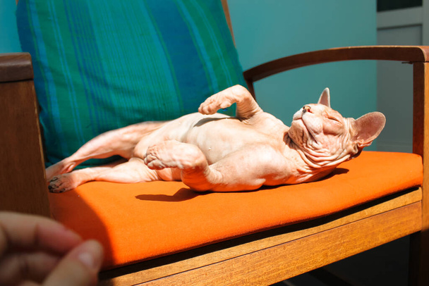 Gyönyörű boldog boldog kopasz kanadai Szfinx macska feküdt nyugodt napozás hátán mancsokkal fel egy puha narancs párna egy széken, élvezi a napot. Szőrtelen szfinx cica otthon. Macskaállat, házi kedvenc - Fotó, kép