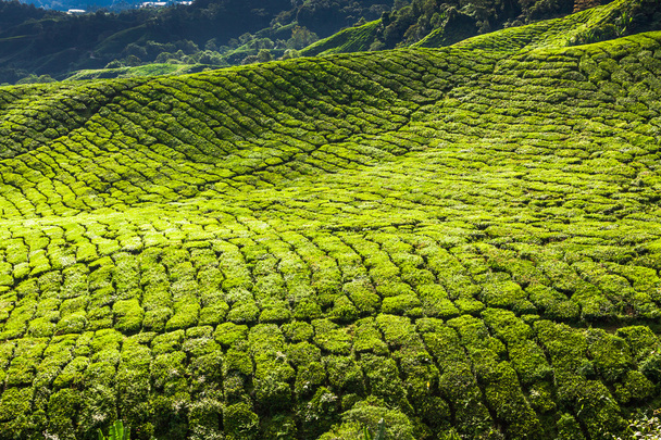 Tea Plantation in the Cameron Highlands, Malaysia - Fotoğraf, Görsel