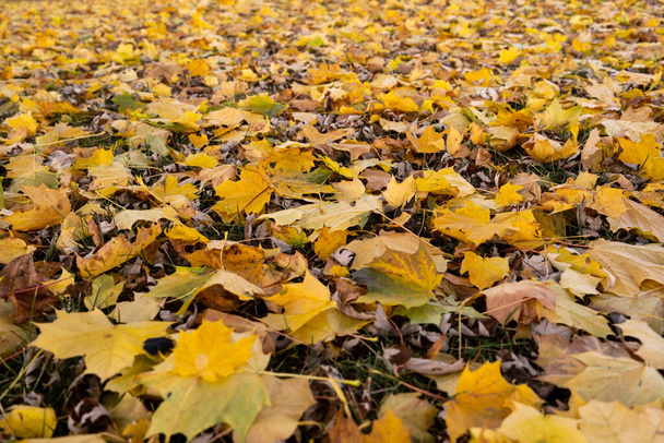 Барвисті осінні листя розкидані на землі під час осіннього сезону
 - Фото, зображення