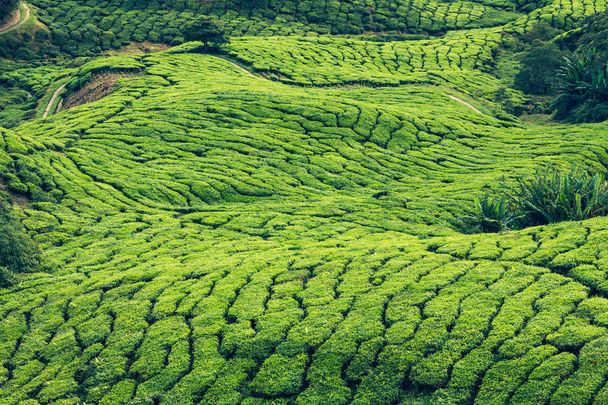 Green Hills of Tea Planation - Cameron Highlands, Μαλαισία - Φωτογραφία, εικόνα