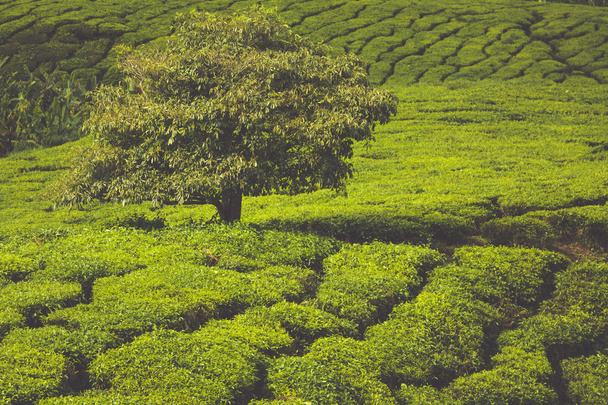 Plantación de té en las Tierras Altas Cameron, Malasia - Foto, Imagen