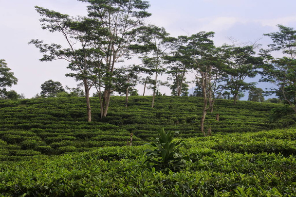 Giovani foglie di tè fresco verde sul cespuglio del tè da vicino. piantagioni di tè a Sukabumi, Indonesia. vista verde tè terrazza fattoria sulla collina con paesaggio montano. - Foto, immagini