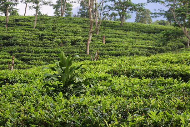 Молодые зеленые свежие чайные листья на чайном кусте закрываются. чайные плантации в Сукабуми, Индонезия. вид зеленая чайная терраса ферма на холме с горным пейзажем. - Фото, изображение