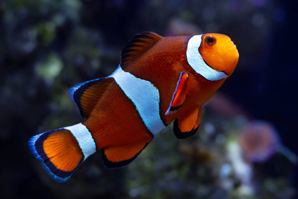 ocellaris klaun dominantní samec, aktivní zvíře v nano reef mořském akváriu, odolné druhy pro zkušeného akvaristu koníčka, rozmazané měkké korály v LED aktinicky modrém světle, podsvícený noční režim - Fotografie, Obrázek
