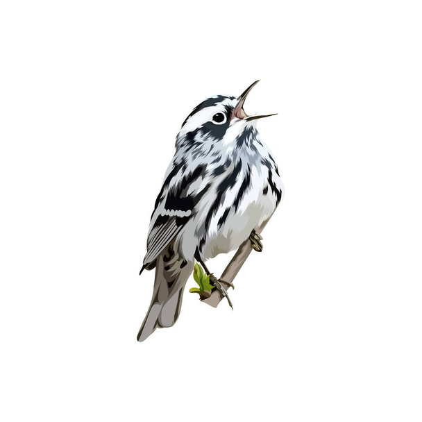 Warbler blanco y negro
 - Vector, Imagen
