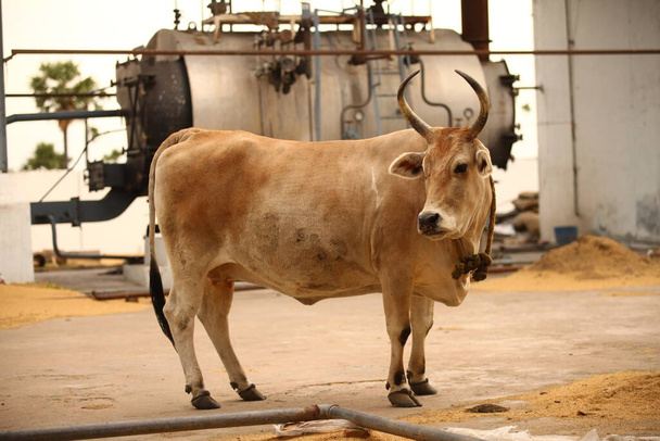 Αγελάδα στο αγροτικό σπίτι - Φωτογραφία, εικόνα