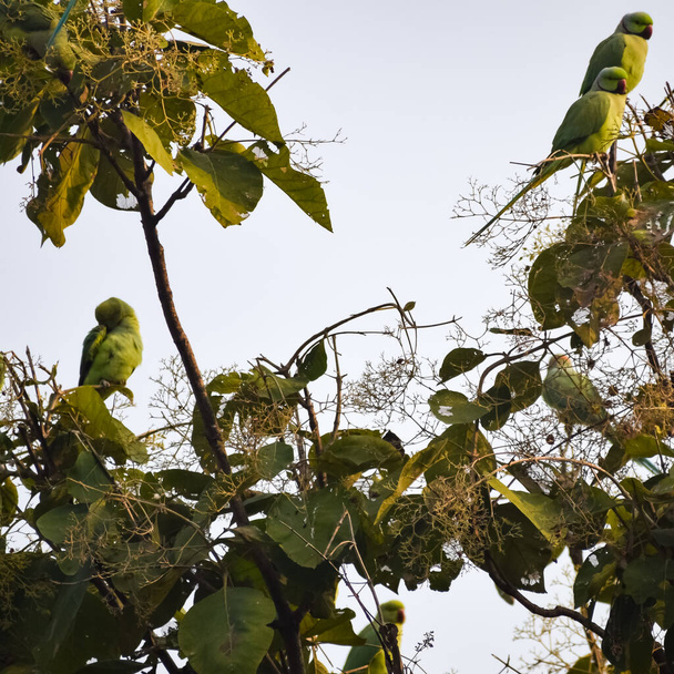 Zielone papugi na drzewie w Royal Cenotaphs Chhatris of Orchha, Madhya Pradesh, Indie, Piękna para Zielonych papug, Zielona papuga o tropikalnej naturze wczesnym rankiem - Zdjęcie, obraz