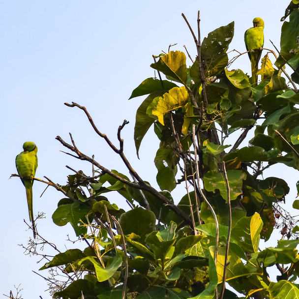 Zielone papugi na drzewie w Royal Cenotaphs Chhatris of Orchha, Madhya Pradesh, Indie, Piękna para Zielonych papug, Zielona papuga o tropikalnej naturze wczesnym rankiem - Zdjęcie, obraz