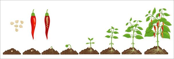 Стадія росту перець чилі. Проростання насіння в ґрунті. Цикл вирощування перцю гарячого чилі, етапи еволюції сільськогосподарських рослин, розвиток садівництва з ізольованим векторним насінням, розсадою та врожаєм
 - Вектор, зображення