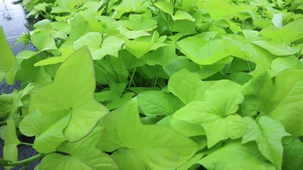 Struiken van Ipomoea batatas bladeren zwaaien op de grond onder de regen in de tuin. Eetbare zoete aardappelen met een licht groen blad. Sweetpotatoes is een wijnstok uit de familie "Convolvulaceae".. - Video