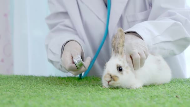 Veterinaria femenina comprobar la salud del conejo con estetoscopio, Mascotas en la clínica veterinaria para los servicios, Doctor examinar el conejo durante la cita en la clínica veterinaria - Imágenes, Vídeo