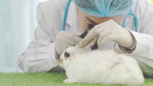 Veterinaria femenina comprobar la salud del conejo con estetoscopio, Mascotas en la clínica veterinaria para los servicios, Doctor examinar el conejo durante la cita en la clínica veterinaria - Imágenes, Vídeo
