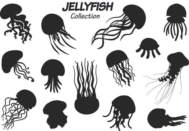 colección de diferentes medusas y conchas. vida marina y marina. vector conjunto. - Vector, Imagen