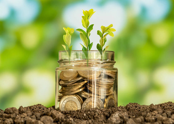 Zamknij zdjęcie szklanego słoika pełnego monet i rosnącej rośliny wewnątrz jako symbol inwestycji lub finansowania w biznesie. Koncepcja rozwoju finansowego przedsiębiorstwa lub osiągania zysku. - Zdjęcie, obraz