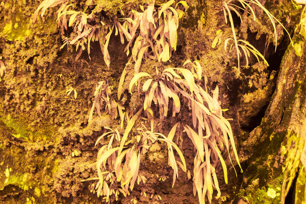 imagen infrarroja del helecho vittaria ensiformis y del follaje de musgo que brota del tronco. - Foto, Imagen
