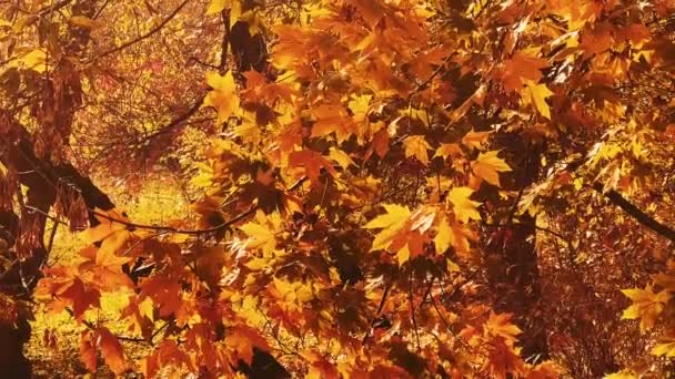 Luonto, maisema ja ympäristö, syksyn kultainen maisema syksyllä puita, lehtiä ja lehtiä syksyllä kuin viehättävä kausiluonteinen loma tausta kohtaus - Materiaali, video