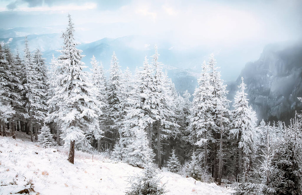 снігові покриті сосновими деревами дивовижний зимовий фон
 - Фото, зображення