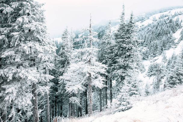 snow covered pine trees amazing winter background - Photo, Image