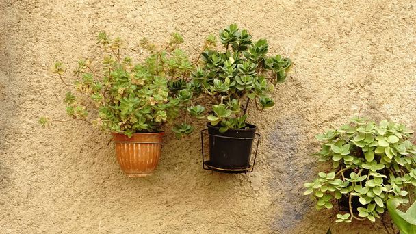 plantes en pot accrochées à un mur rustique - Photo, image
