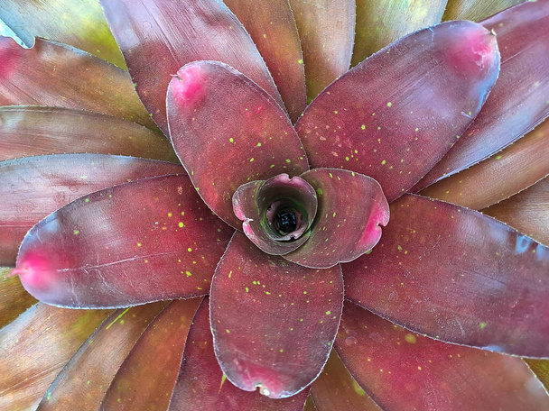 Neoregelia is a genus of epiphytic flowering plants in the family Bromeliaceae, subfamily Bromelioideae, native to the rainforests of South America. - Photo, Image