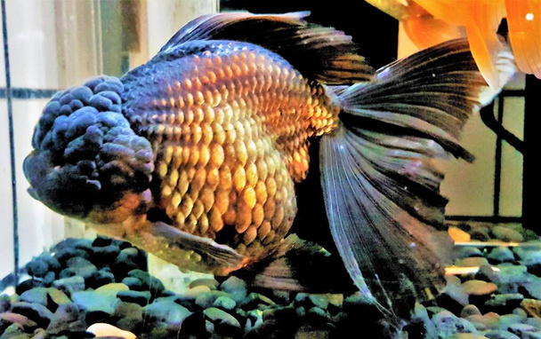 Золотые рыбки породы Oranda (видный пузырь, как "капюшон" на голове). - Фото, изображение