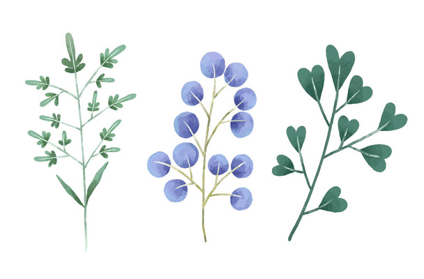 Ручная раскрашенная ботаническая иллюстрация, листья и ежевики. Дизайн и печать - Фото, изображение