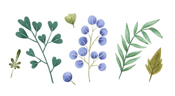 Ilustración botánica pintada a mano, hojas y zarcillos. Diseño e impresión - Foto, Imagen