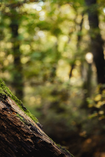 Green forest background with tree trunk closeup - Photo, Image