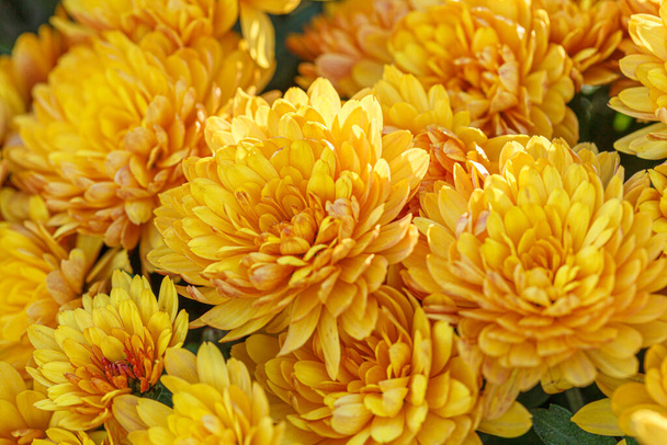 beaux buissons de fleurs de chrysanthème jaune gros plan - Photo, image