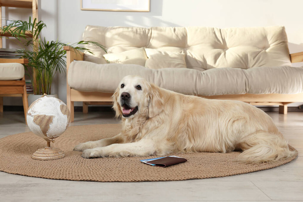 Cute golden retriever lying near passport, tickets and globe on floor in living room. Travelling with pet - Foto, Bild