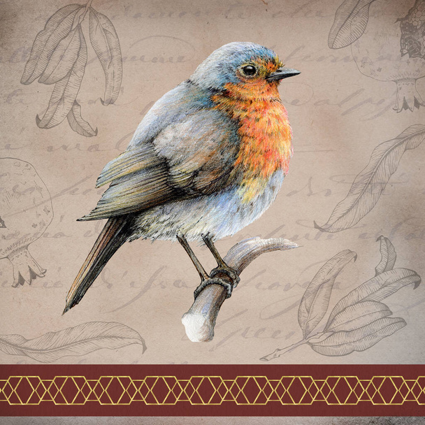 Robin bird vintage style illustration. Hand drawn watercolor retro image. Beautiful bright robin bird on a branch vintage style decoration. Retro texture fade colors background. - Photo, Image
