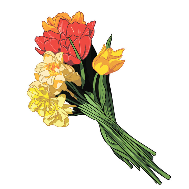 Buquê de primavera vetorial de tulipas e narcisos - Vetor, Imagem