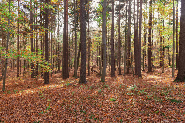 秋のブナ林。木には葉がない。乾燥した茶色の葉の厚い層が地面にあります. - 写真・画像