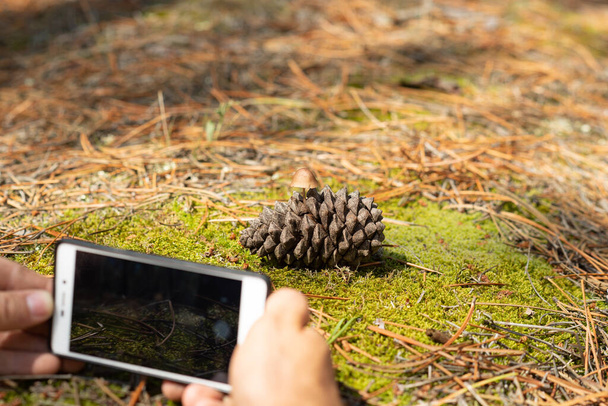 Mann macht mit dem Handy ein Foto von einem Pilz, der in einem Tannenzapfen wächst. - Foto, Bild