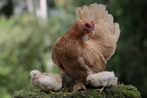 Aikuinen kana lepää poikasten kanssa sammalen peittämällä kivellä. Tämän eläimen tieteellinen nimi on Gallus gallus domesticus. - Valokuva, kuva
