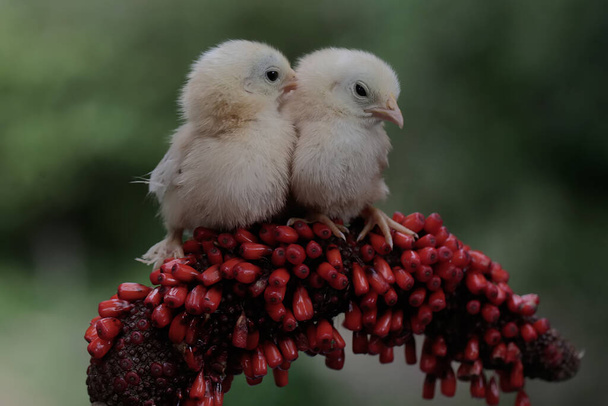 Two chicks are perched on a bush. This animal has the scientific name Gallus gallus domesticus. - Photo, Image