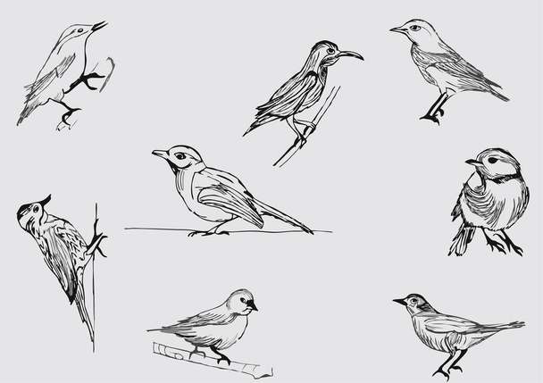 Set of Bird Drawing vector - Вектор,изображение