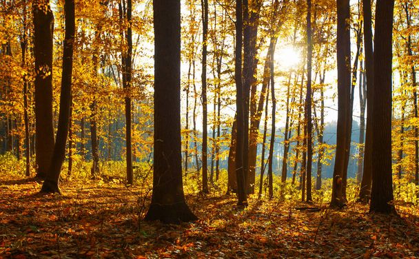 Golden autumnal forest with sunbeams - Fotoğraf, Görsel