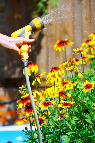 Watering Flowers - Foto, afbeelding