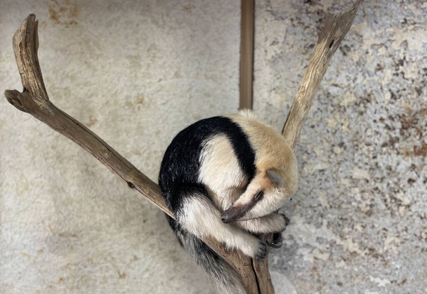 lajhár lóg egy ágon a fal előtt egy állatkertben - Fotó, kép