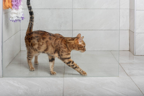 Bengal cat in the shower. Washing pets. Domestic cat care. - Zdjęcie, obraz