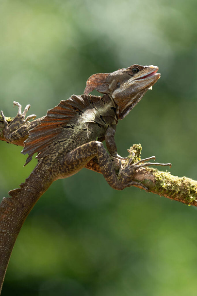 Smooth helmeted iguana sometimes also known as helmeted iguana, helmeted basilisk, elegant helmeted lizard, (Corytophanes cristatus) is a species of New World lizard in the family Corytophanidae - Фото, зображення