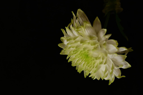 mooie witte bloem, close up uitzicht, donkere achtergrond - Foto, afbeelding