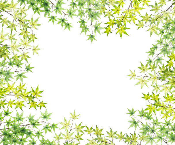 Plástico maple folhas quadro isolado no fundo branco
 - Foto, Imagem