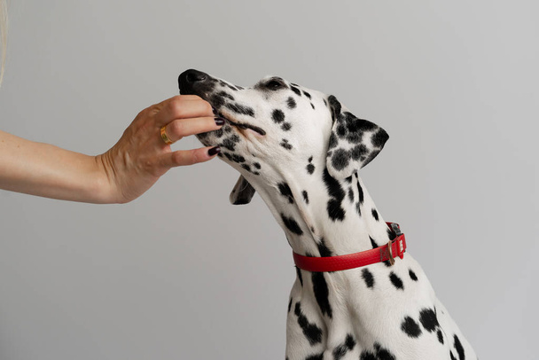 Primer plano - perro dálmata adulto se sienta y una mujer la alimenta de su mano - Foto, Imagen